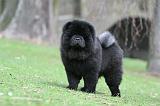 CHOW CHOW 726